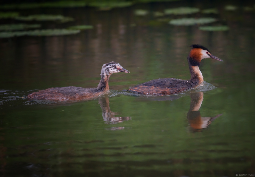 Great Crested Grebe (4)