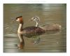 Great Crested Grebe (2) by Fonzy -