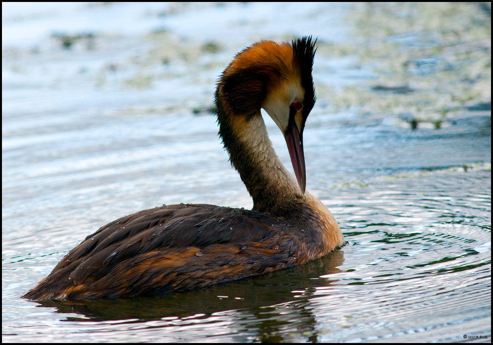 Great Crested Grebe (3)