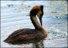 Great Crested Grebe (3) by Fonzy -