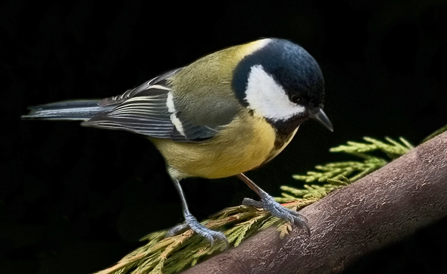 Great tit (5)