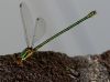 DamselFly by Fonzy -