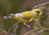 Green Finch by Fonzy -