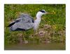 Grey Heron (12) by Fonzy -