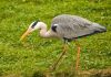 Grey Heron (11) by Fonzy -