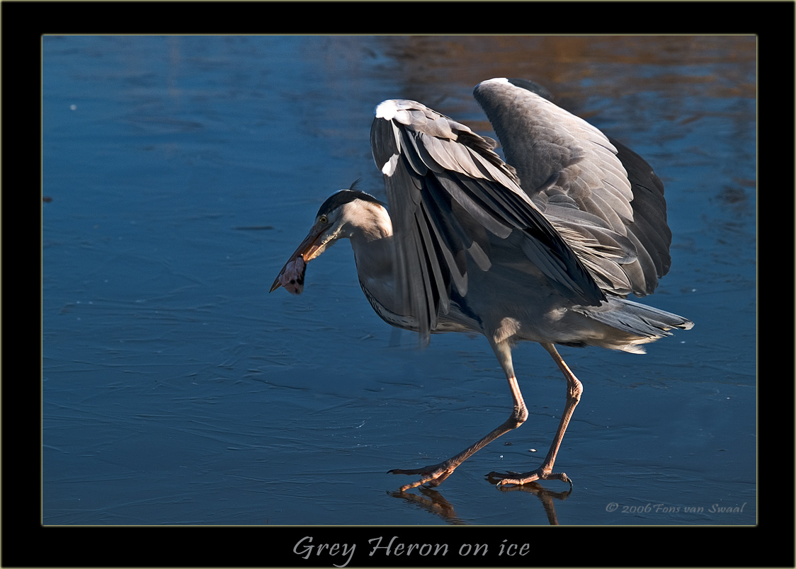 Grey Heron on ice