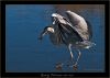 Grey Heron on ice by Fonzy -