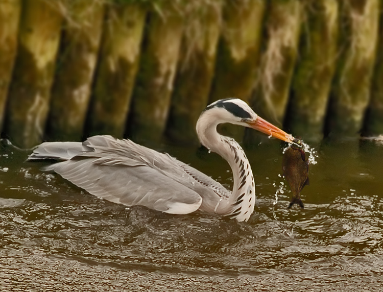 Heron with a fish