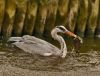 Heron with a fish by Fonzy -