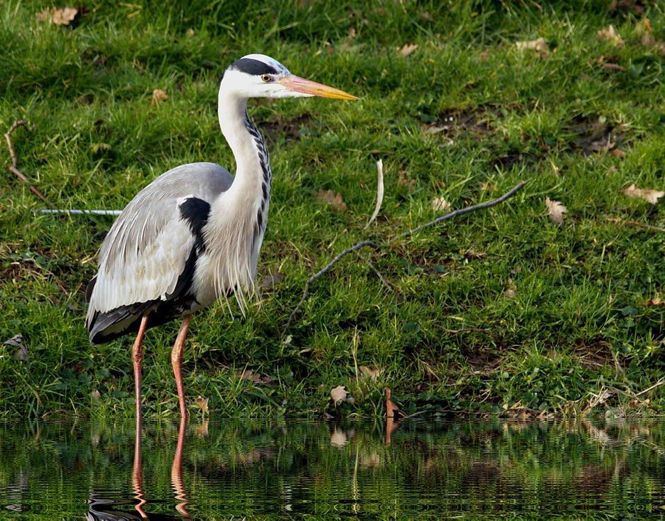 Grey Heron fishing