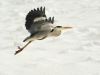 Heron in Flight by Fonzy -