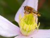 Hoverfly on Clematis by Fonzy -