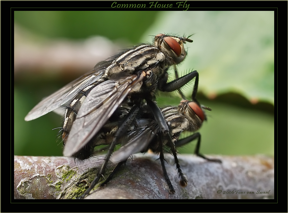 Common House Flies Mating