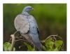 Wood Pigeon by Fonzy -