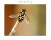 HoverFly macro (3) by Fonzy -