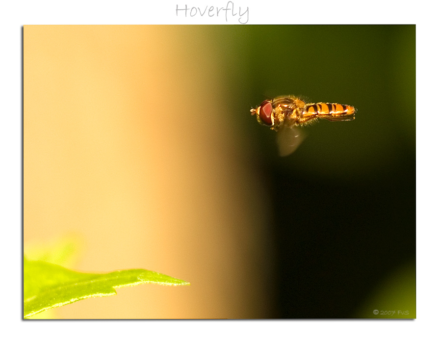 Hoverfly in flight