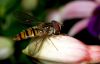 HovverFly by Fonzy -