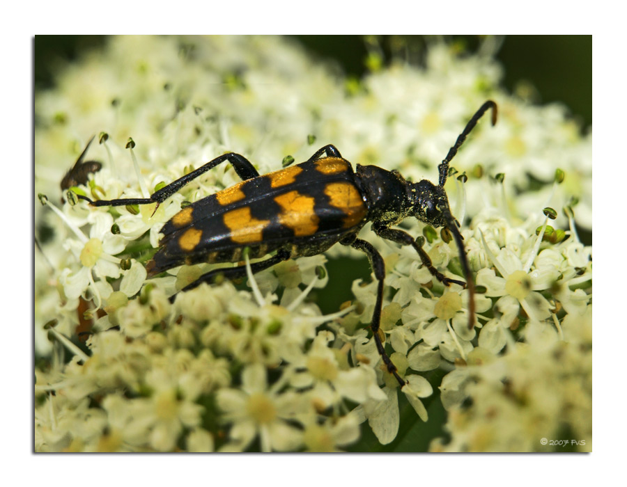 Long horn Beetle