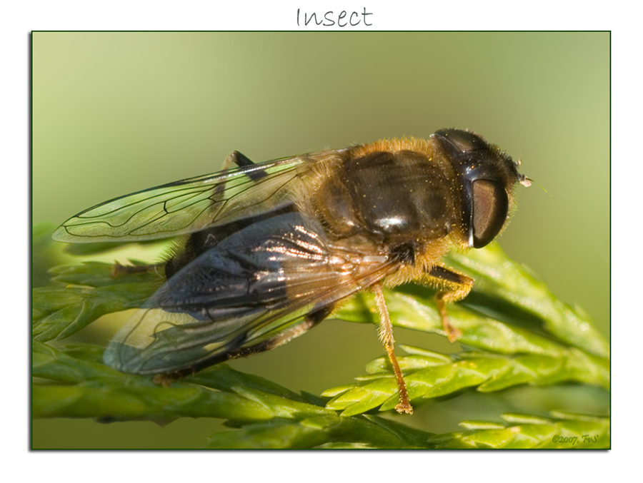 Drone Fly macro