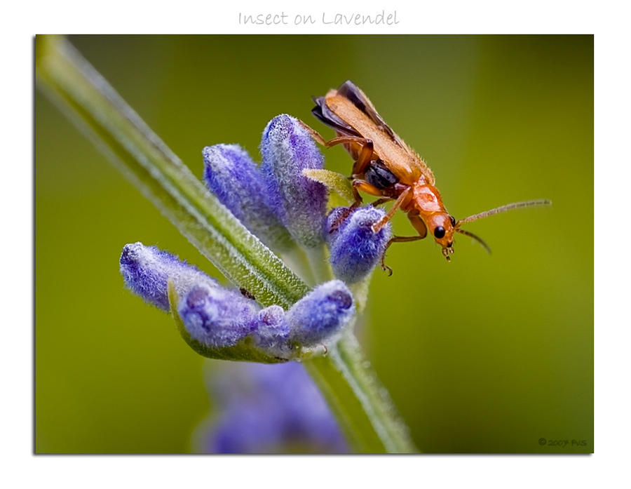 Insect on Lavendel