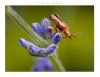 Insect on Lavendel by Fonzy -
