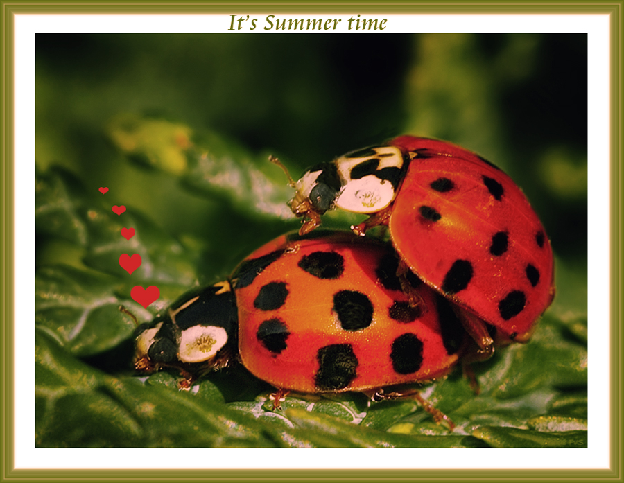 Summertime