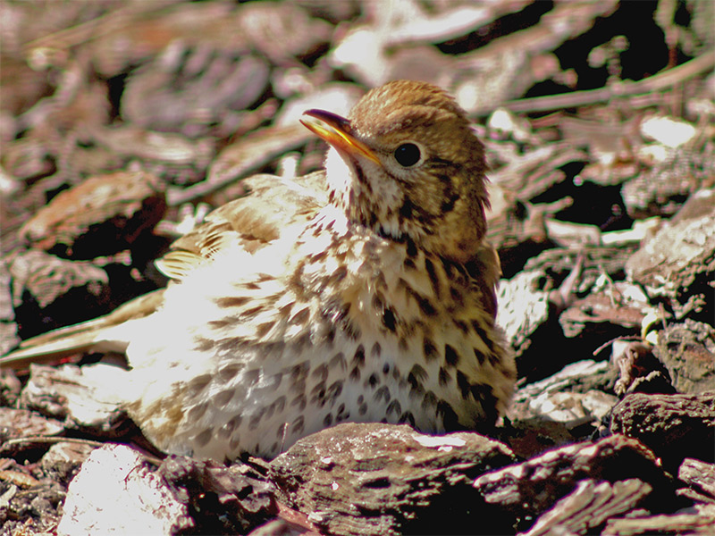 Song thrush warming up in the Sun