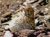 Song thrush warming up in the Sun by Fonzy -