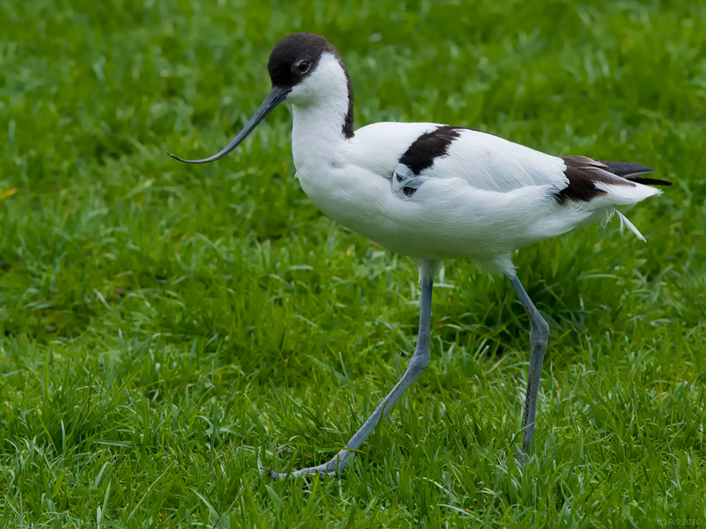 Pied Avocet(2)