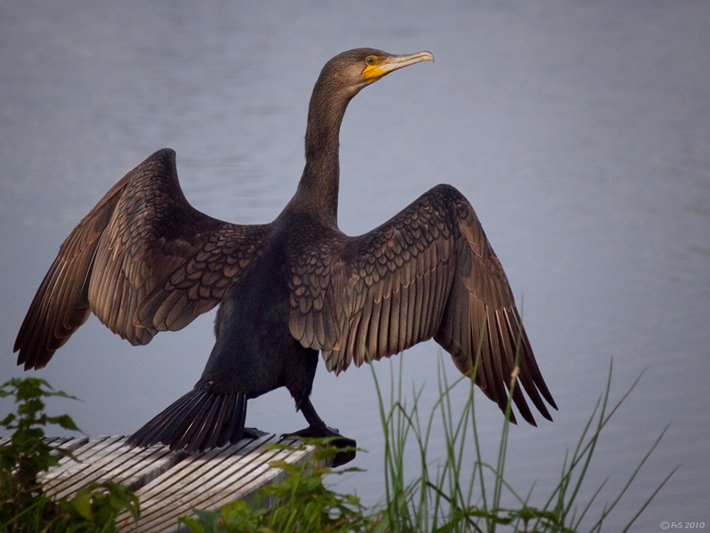 CORMORANT