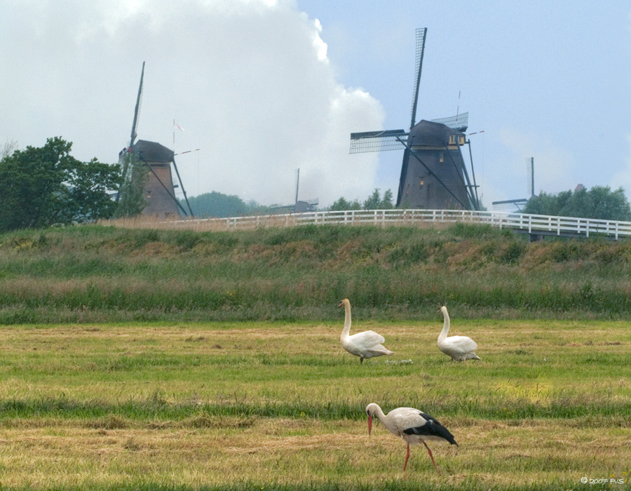 View at the Kinderdijk( Netherlands)