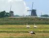 View at the Kinderdijk( Netherlands) by Fonzy -