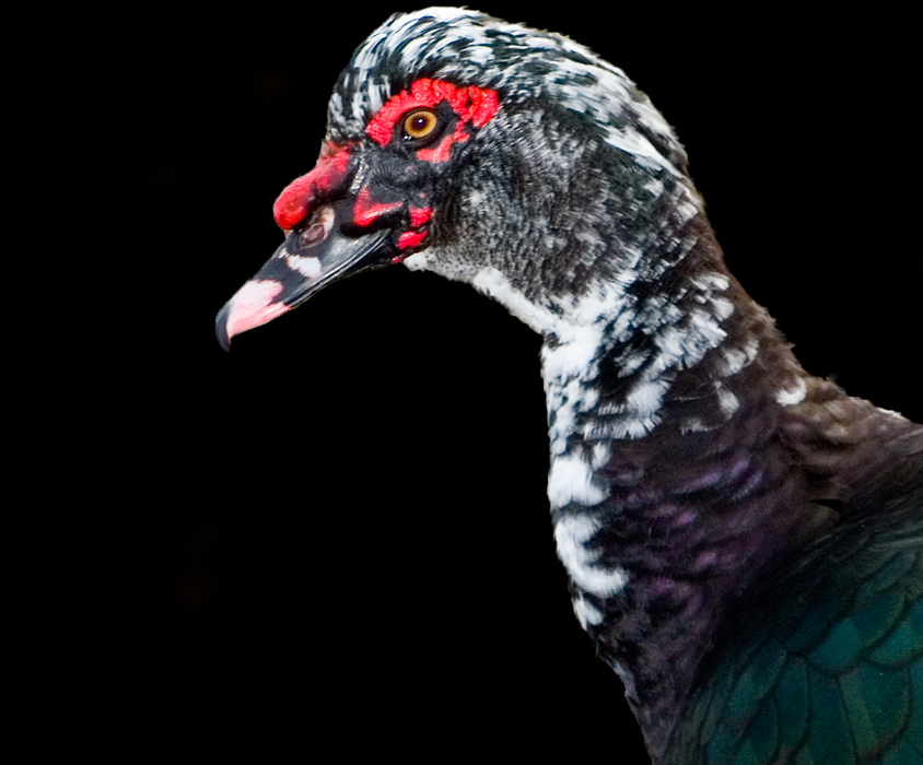 Muscovy Duck