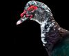 Muscovy Duck by Fonzy -