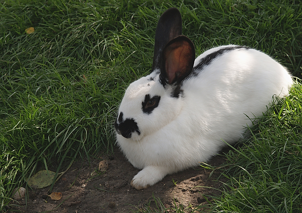 Rabbit