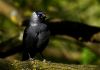 Western Jackdaw (Kauw in Dutch) by Fonzy -