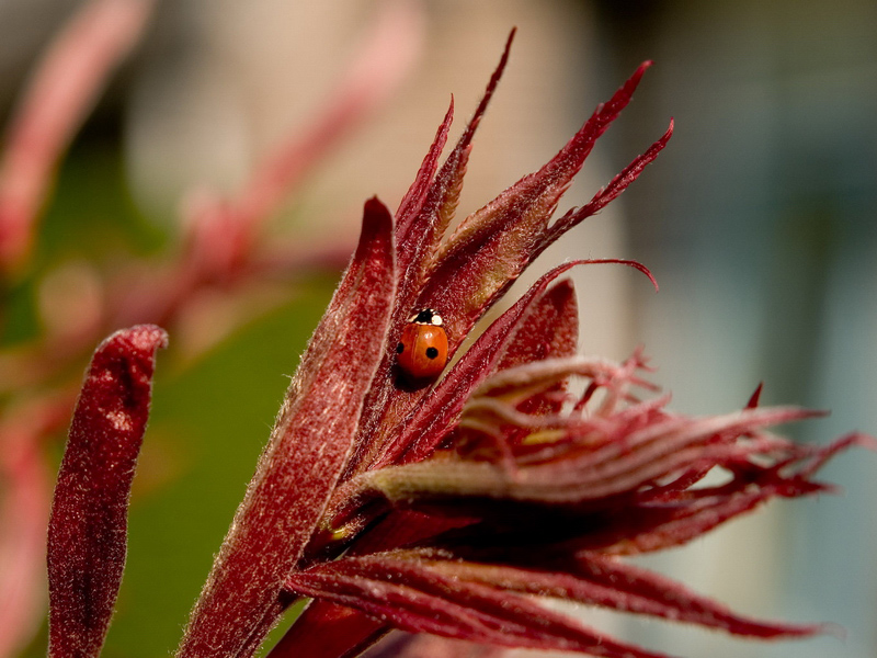 Ladybug