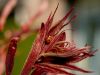 Ladybug by Fonzy -