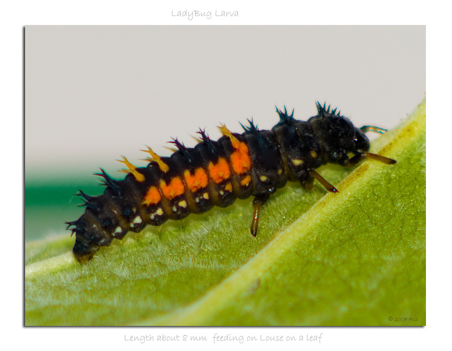 LadyBug Larva (2)