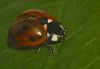 Lady-Bug by Fonzy -