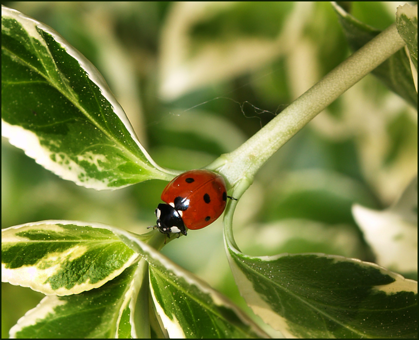 Ladybug (2)