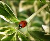 Ladybug (2) by Fonzy -