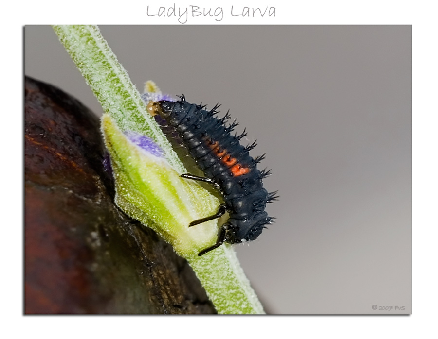 LadyBug Larva