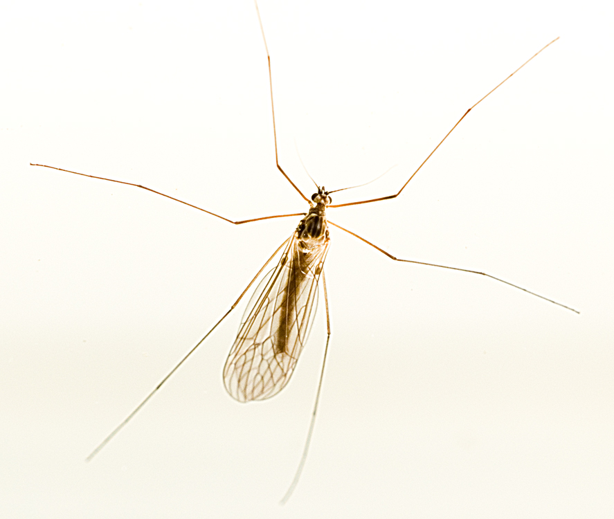 Crane flies (Tipulidae)