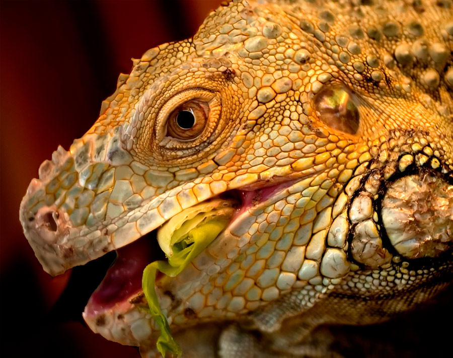 Green Iguana (Iguana iguana)