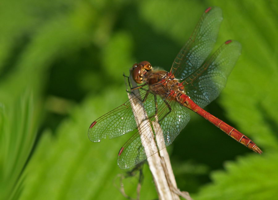 Dragonfly (6)
