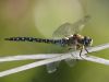 Dragonfly by Fonzy -