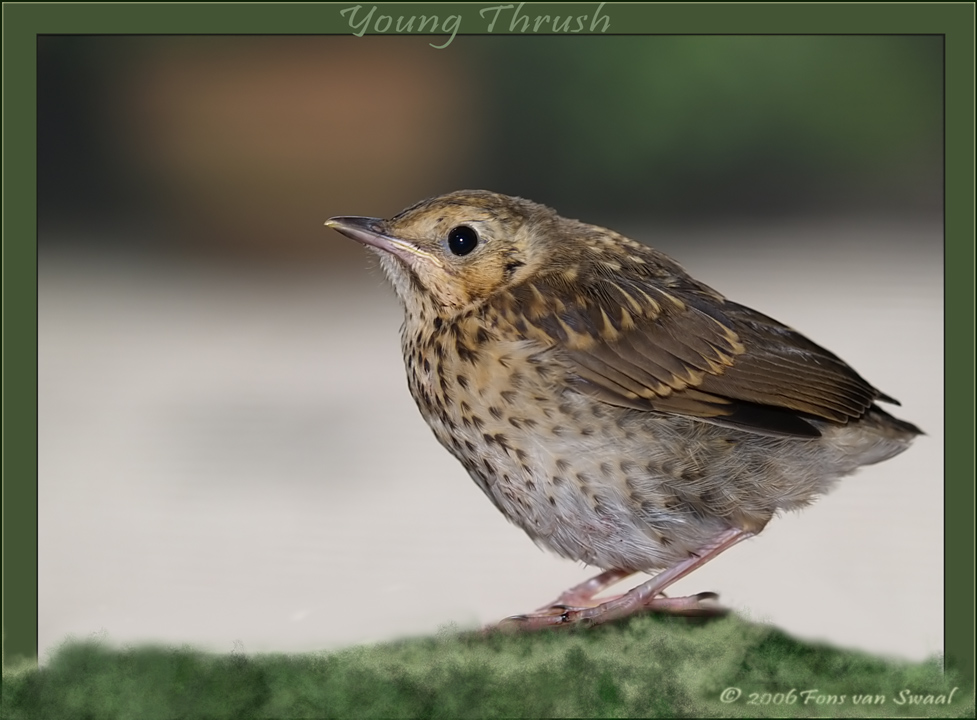 Young Thrush