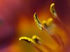 Day Lillie, Pestle by Fonzy -