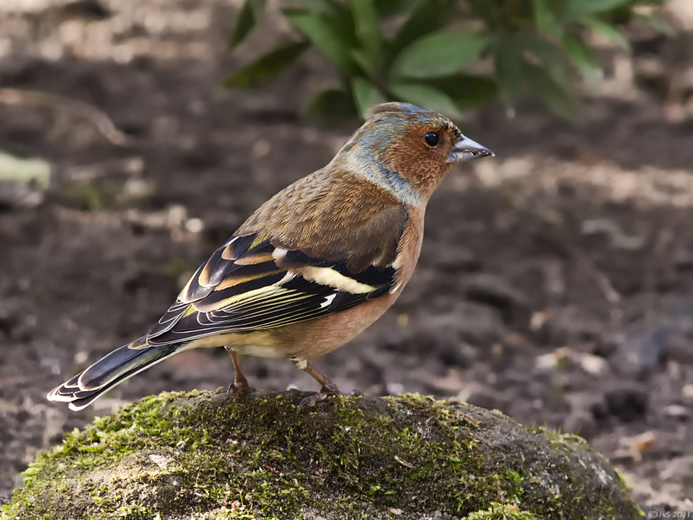 CHAFFINCH(Male) III